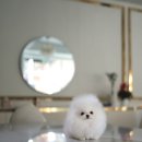 화이트포메라니안 이미지