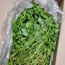 식송농장 | 청원생명쇼핑몰의 청주 산지 직송 1KG 미나리 요리 일주일식단