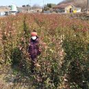 상가농장 이미지