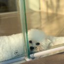 위드퍼피숑 이미지