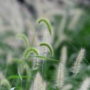 강아지풀 - 보령시 남대천로 96 | 강아지풀