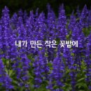 손안에 작은 꽃밭 이미지