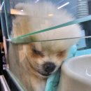 펫하임 강아지 고양이 이미지