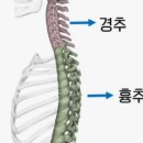 신전구리