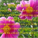 함박꽃