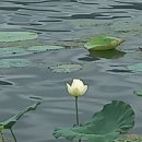 소득 수준과 행복지수는 반비례 한다. 이미지
