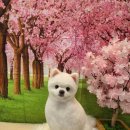 우리 애견 미용실 이미지