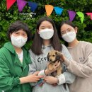 머피애견 | [분양후기] 쉐이드크림 장모 닥스훈트 분양 후기 "루루"