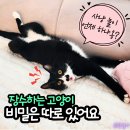 종임 | 고양이가 개보다 오래 산다? 반려동물 수명 비교 & 장수 비결