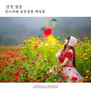 산소카폐 청송정원 (2) | 경북 청송 가볼만한곳:: ❛산소카페 청송정원❜ 백일홍 (2부) 【24년9월29일】