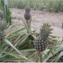 파인애플 이미지