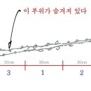 방추 이미지