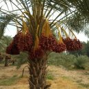 종려나무(Date palm, 대추야자) 이미지