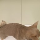 유엔로 이미지