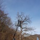 김형표농장 | 포클레인으로 수확하는 리얼 야생 동상곶감, 고종시란?