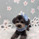 스마일댕댕 이미지