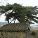 영천 약남리 회화나무 이미지