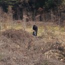 붕어의 신 이미지