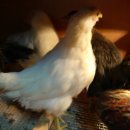 절골농장 이미지