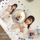 울산강아지프로필 반려동물사진 잘찍는 오콰스튜디오 펫프로필 만족후기