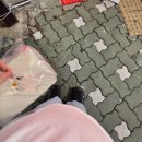 희망찬동물약국 | 임신 22~24주: 선천성 횡경막 탈장, 임당검사, 일상