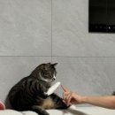 뽑고가요 | [250915-22]사랑니 뽑고 고양이 돌보는 일상 .. 그리고 야구 직관을 곁들인…