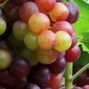 유럽농장 이미지