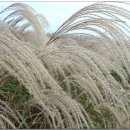 순천만 갈대밭 이미지