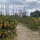 소치농장 이미지