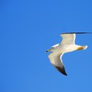 장골목장 이미지