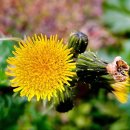 내고1농로 이미지