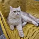 고양이카페 루프캣미 명동점 | 명동성당 근처 가볼만한곳 이색데이트 고양이카페 루프캣미 명동점