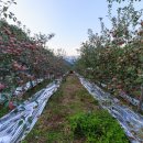 사과밭펜션 이미지