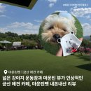 금산애견용품 | 금산 애견카페 마운틴펫 ; 마운틴 뷰부터 넓은 강아지 운동장까지