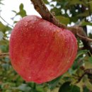 상촌농장 이미지