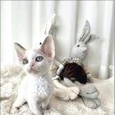 고양이라서 행복해 이미지