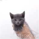 의성동물병원 | 의성 고양이입양 이전보다 생활이 풍성해진 느낌을 받고 있어요