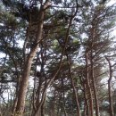 괴산군사리면강천보건진료소 | 괴산 보광산-내황산-수양산: 깊은 산 속 진달래...