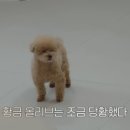 도쿄샌드위치 이미지