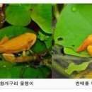 황금개구리