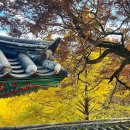 함안향교 | 경남 함안 은행나무 명소 함안향교 아이랑 다녀온 후기