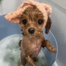 무거동 강아지 미용실 이미지