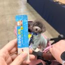 스케치다방 | 2026 펫쇼코리아(상) 일요일 방문 후기 및 현장 스케치