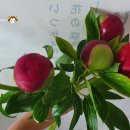 와우영농조합법인 이미지