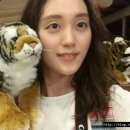 인형의 거리(호랑이 이미지