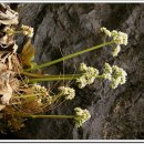 동강의 향기 이미지