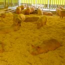 강산농장 이미지