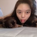 왕왕애견샵 이미지