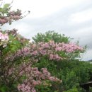 꽃양귀비마을 이미지