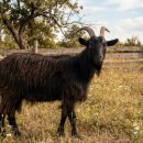 누리소농장 | 흑염소진액 효능 내돈내산 복용 후기부터 제품 고르는 법 까지